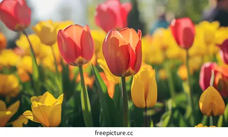 tulips
