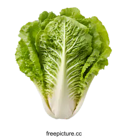 napa cabbage