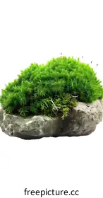 green moss