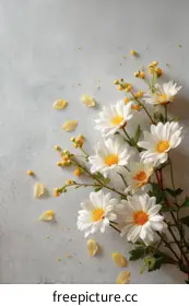 daisies