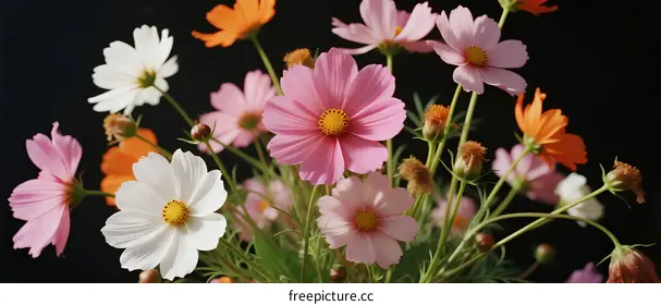 cosmos flower