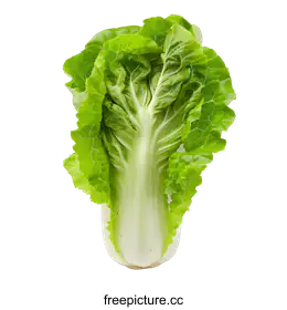 bok choy