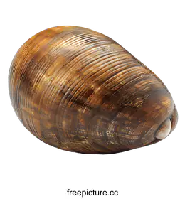 snail
