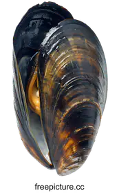 mussel