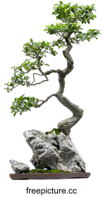 bonsai