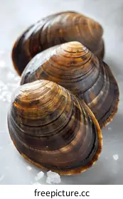 clams
