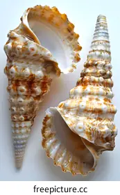 seashell