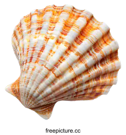 seashell