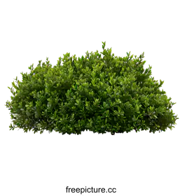 shrub