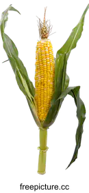 cob