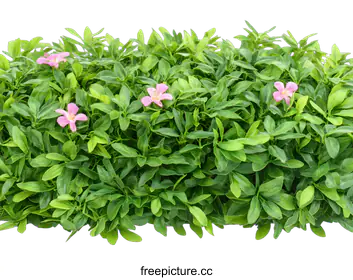 shrub