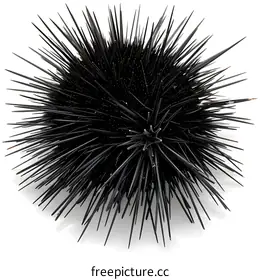 spines