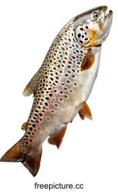 trout
