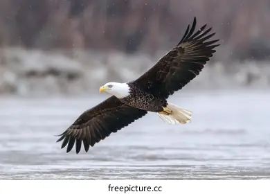 bald eagle