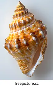 mollusk