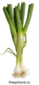 scallion