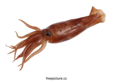 squid