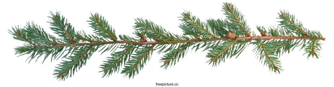 conifer