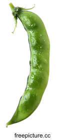 vegetable