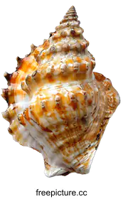 seashell
