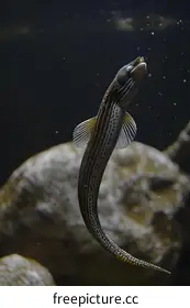 eel
