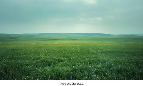 grassland