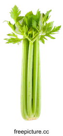 vegetable