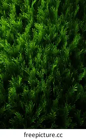 grass texture