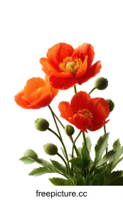 orange flowers