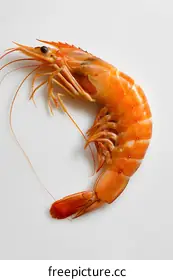 prawn