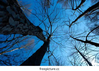 leafless