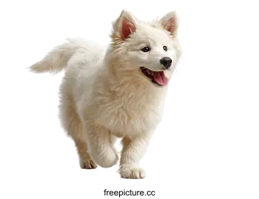 dog breed