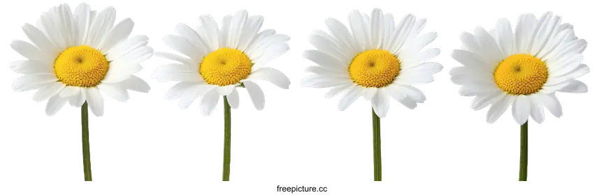 daisies