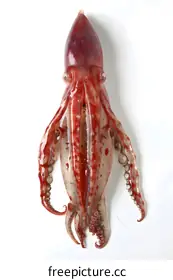 squid