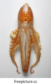 cephalopod