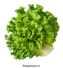 lettuce