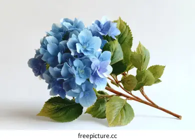 hydrangea