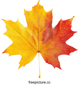 maple leaf