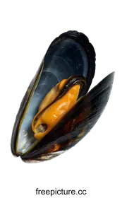 mussel
