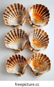 shells
