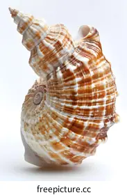 seashell