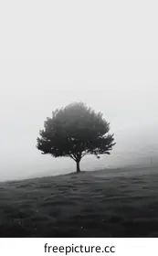 fog