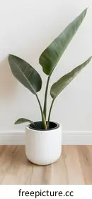 houseplant