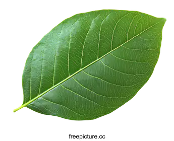 leaf structure