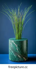 decorative plant