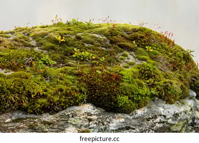 moss