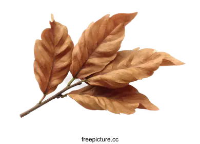 brown leaves