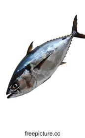 bluefin