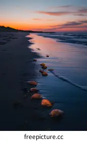 seashells