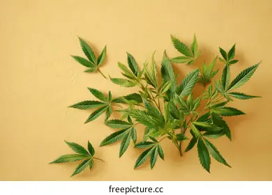 cannabis leaf
